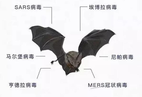 蝙蝠身上携带的病毒有哪些？