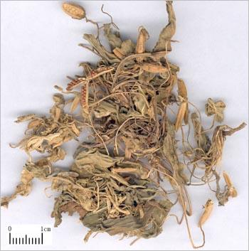 紫花地丁（附药：犁头草）