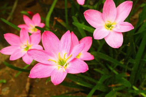 韭菜莲有毒吗?韭菜莲能放在室内卧室吗?