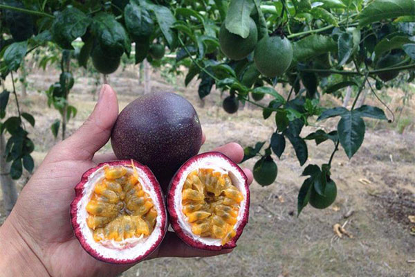 百香果怎么放熟?青的百香果怎么样能变红?