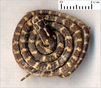 金钱白花蛇图片