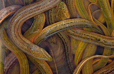 黄鳝的营养价值和功效与作用