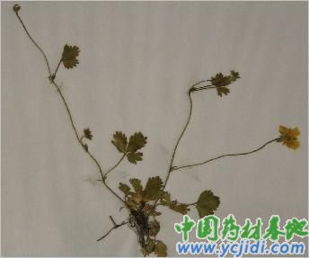 蛇莓