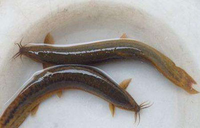 泥鳅的药用价值