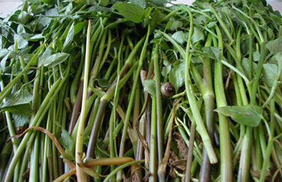 水芹菜的药用价值