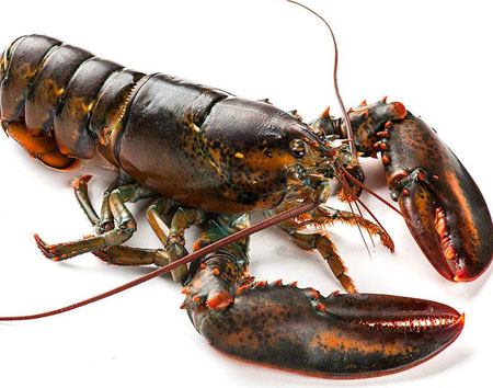 龙虾的功效与作用