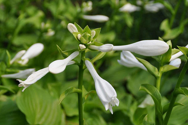 晚香玉花有毒吗？晚香玉花能放在室内卧室吗？