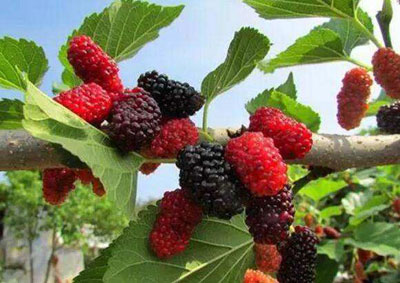 桑葚的功效与作用，桑葚的营养价值