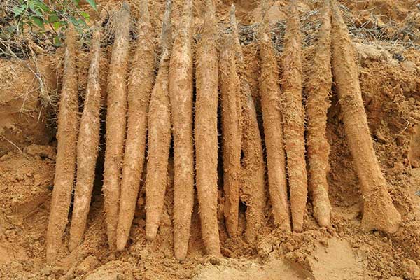 淮山药