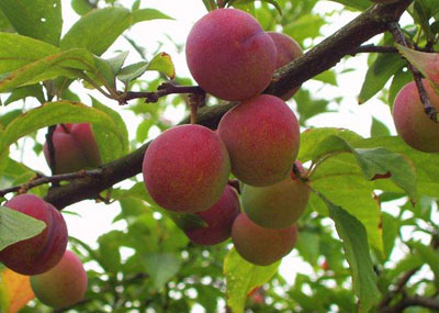 李子的药用价值