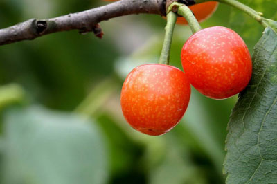 樱桃的药用价值