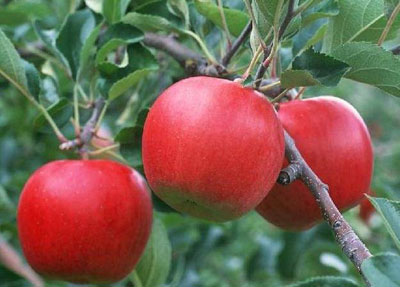 苹果的功效与作用
